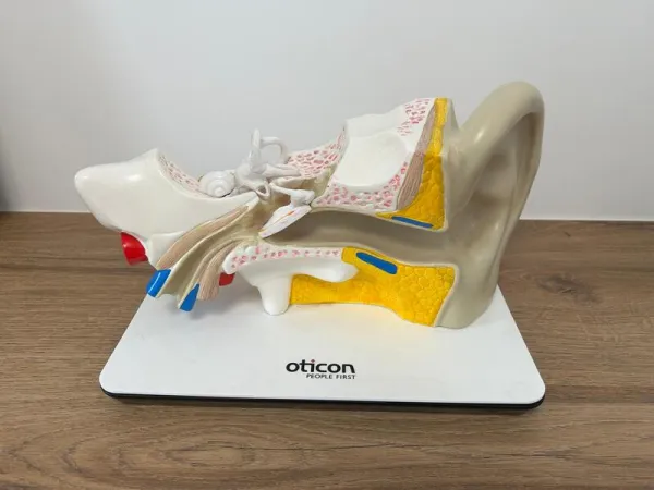 Anatomie de l'oreille